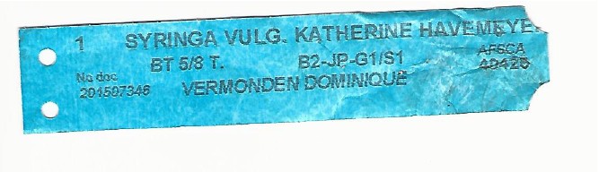 Syringa Vulg 0001.jpg